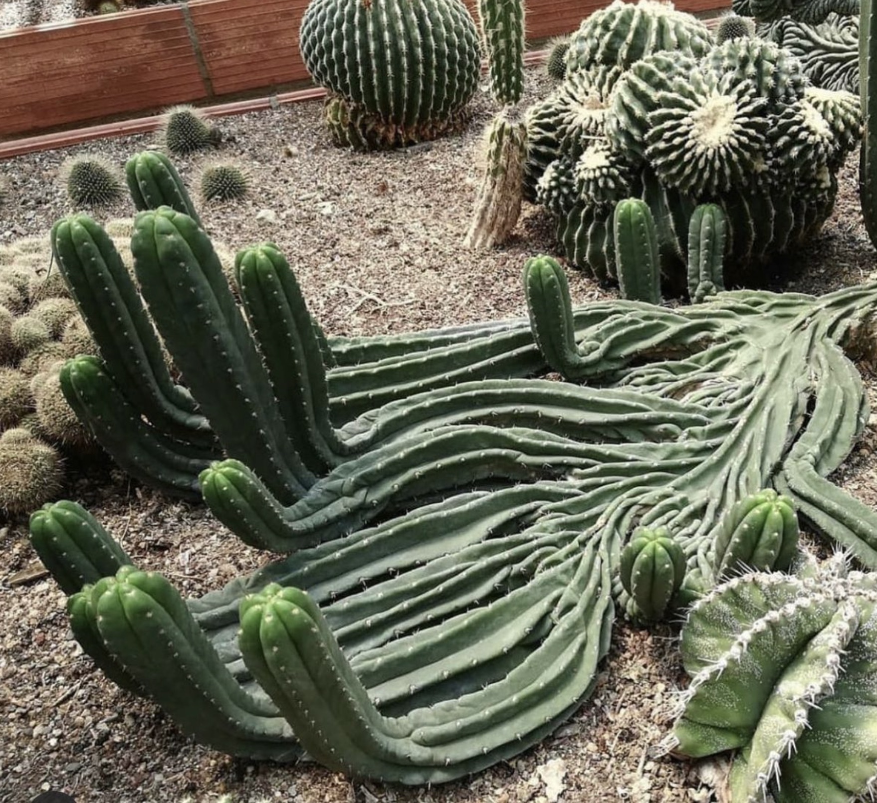 san pedro cactus